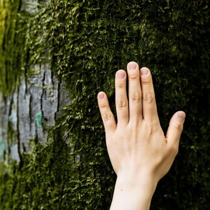 Protect existing trees