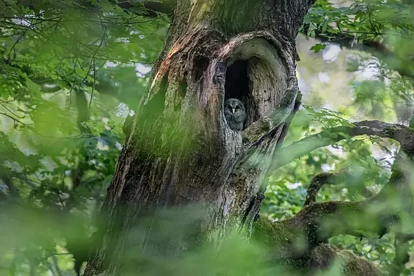 ancient tree with owl