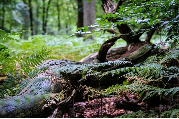 ancient woodland