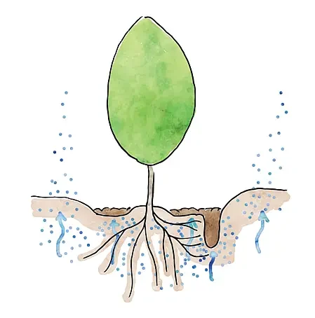 mulching to prevent evaporation from soil