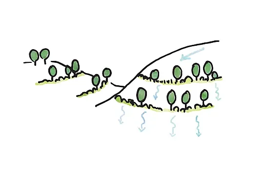 planting trees and other vegetation along contour lines