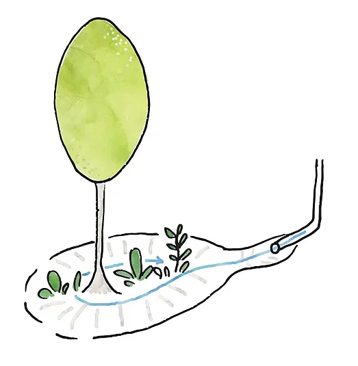 rain garden or rain basin